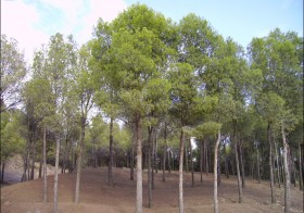 “Pinus halepensis” (Pino carrasco, pino de Alepo)